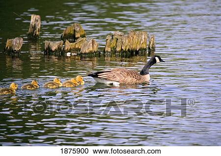 Stock Image - Five Goslings Following The Mother Goose. Fotosearch