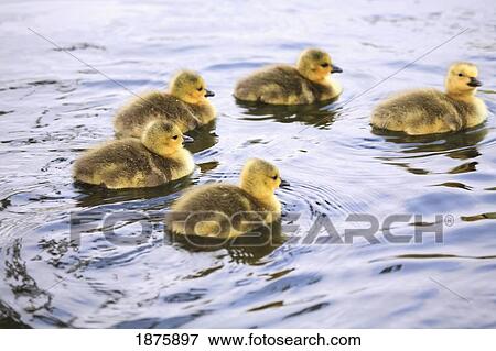 Five Goslings In The Water View Large Photo Image Stock Photo - Five Goslings In The Water. Fotosearch