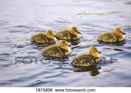 Five Goslings In The Water View Large Photo Image Stock Photo - Five Goslings In The Water. Fotosearch