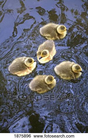 Stock Photograph - Five Goslings In The Water. Fotosearch