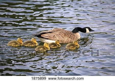 Five Goslings Swimming With The Mother Goose View Large Photo Image Stock Photo - Five Goslings Swimming With The Mother Goose. Fotosearch
