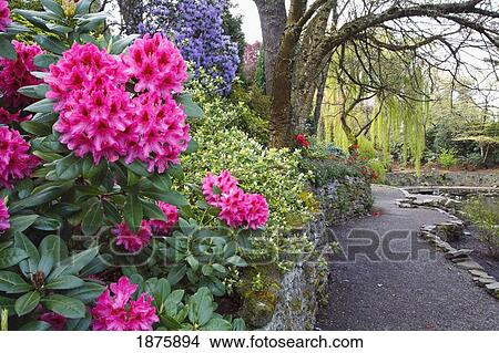 Flowers And Trees Growing Along A Trail View Large Photo Image Picture - Flowers And Trees Growing Along A Trail. Fotosearch