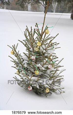 Stock Photo - Happy Valley, Oregon, United States Of America; An Evergreen Tree Outside Decorated With Bulb Ornaments For Christmas. Fotosearch