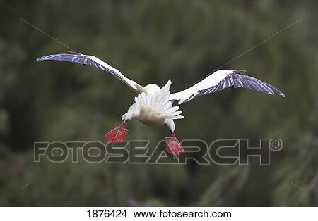 Picture - Hawaii, United States Of America; Red-Footed Booby (Sula Sula) Pitches Forward In Flight With Tail Feathers And Feet Flared For Braking. Fotosearch