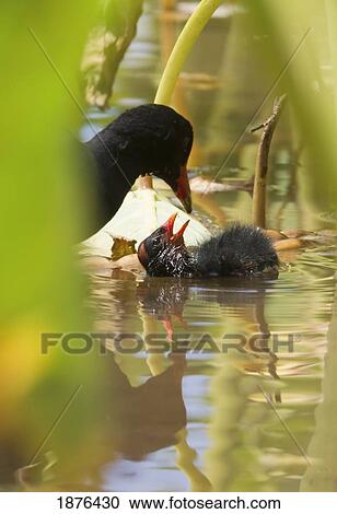Stock Image - Hawaii, United States Of America; Hawaiian Common Gallinule (Gallinula Chloropus Sandvicensis) Feeding It's Chick. Fotosearch