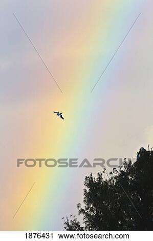 Hawaii, United States Of America; Red-Footed Booby (Sula Sula) In Flight With Rainbow Background View Large Photo Image Stock Image - Hawaii, United States Of America; Red-Footed Booby (Sula Sula) In Flight With Rainbow Background. Fotosearch