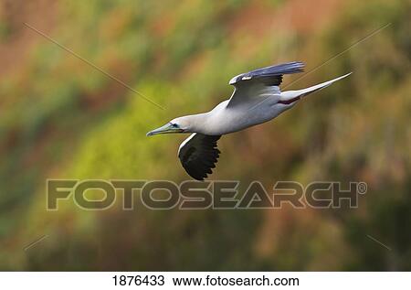 Stock Image - Hawaii, United States Of America; Red-Footed Booby (Sula Sula) In Flight. Fotosearch