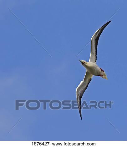 Stock Photo - Hawaii, United States Of America; Red-Footed Booby (Sula Sula) In Flight. Fotosearch
