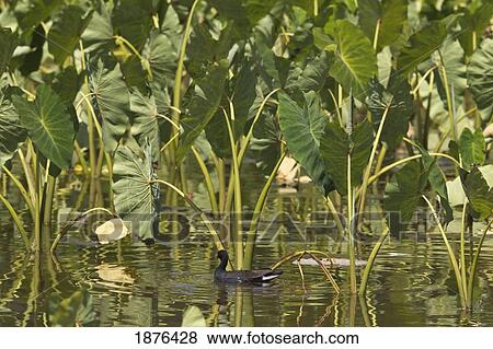 Stock Photo - Hawaii, United States Of America; Hawaiian Common Gallinule (Gallinula Chloropus Sandvicensis). Fotosearch