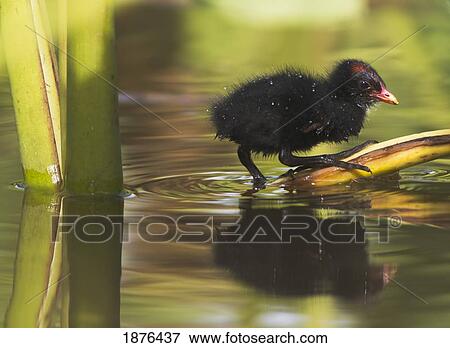 Stock Photo - Hawaii, United States Of America; Hawaiian Common Gallinule (Gallinula Chloropus Sandvicensis) Chick On Taro Leaf In The Water. Fotosearch