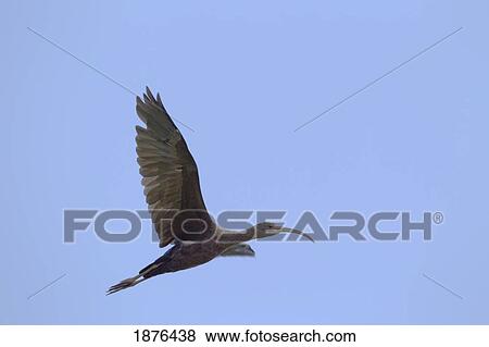 Stock Photo - Hawaii, United States Of America; White-Faced Ibis (Plegadis Chihi) In Flight. Fotosearch