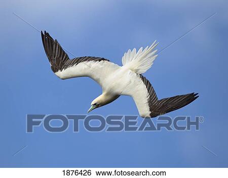 Stock Photograph - Hawaii, United States Of America; Red-Footed Booby (Sula Sula) In Diving Flight. Fotosearch