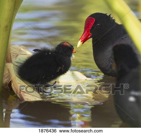 Hawaii, United States Of America; Hawaiian Common Gallinule (Gallinula Chloropus Sandvicensis) Chick On Taro Leaf Attended By Parents View Large Photo Image Stock Photograph - Hawaii, United States Of America; Hawaiian Common Gallinule (Gallinula Chloropus Sandvicensis) Chick On Taro Leaf Attended By Parents. Fotosearch
