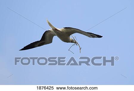 Hawaii, United States Of America; Red-Footed Booby (Sula Sula) Flying With Stick For Use In Nest Building View Large Photo Image Stock Photography - Hawaii, United States Of America; Red-Footed Booby (Sula Sula) Flying With Stick For Use In Nest Building. Fotosearch