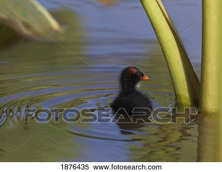 Stock Photography - Hawaii, United States Of America; Hawaiian Common Gallinule (Gallinula Chloropus Sandvicensis) Chick In Water Next To Stem Of Taro. Fotosearch