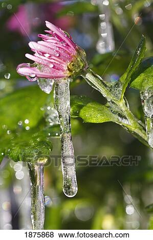 Icicles Hanging From A Flower View Large Photo Image Stock Photo - Icicles Hanging From A Flower. Fotosearch