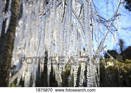 Stock Image - Icicles Hanging From Tree Branches. Fotosearch
