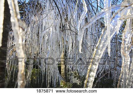 Stock Image - Icicles Hanging From Tree Branches. Fotosearch