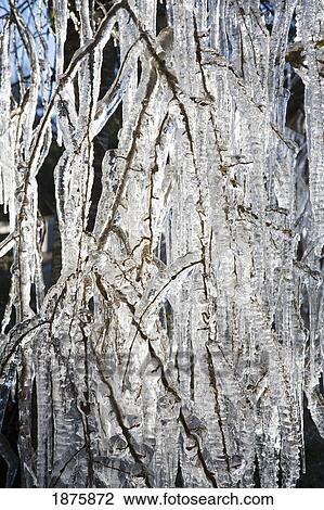 Icicles Hanging From Tree Branches View Large Photo Image Stock Image - Icicles Hanging From Tree Branches. Fotosearch