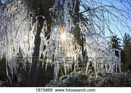 Icicles Hanging From Tree Branches View Large Photo Image Stock Photo - Icicles Hanging From Tree Branches. Fotosearch