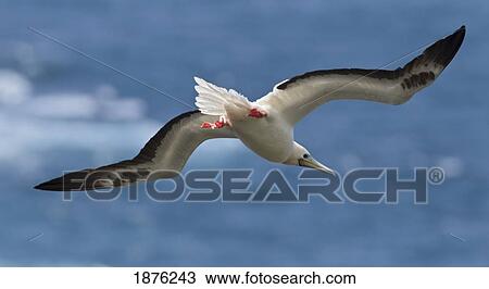 Stock Image - Kauai, Hawaii, United States Of America; Red-Footed Booby (Sula Sula) In Flight Over Ocean. Fotosearch