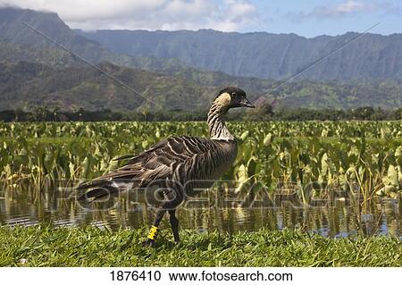 Stock Image - Kauai, Hawaii, United States Of America; Hawaiian Goose (Branta Sandvicensis) At The Edge Of A Taro Field In The Hanalei Valley, Wearing Identification Bands. Fotosearch