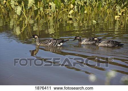 Kauai, Hawaii, United States Of America; Hawaiian Goose (Branta Sandvicensis) And Goslings Swim In The Water View Large Photo Image Stock Image - Kauai, Hawaii, United States Of America; Hawaiian Goose (Branta Sandvicensis) And Goslings Swim In The Water. Fotosearch