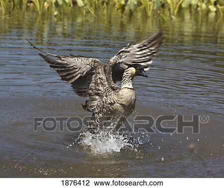 Stock Image - Kauai, Hawaii, United States Of America; Hawaiian Goose (Branta Sandvicensis) Flaps It's Wings After Bathing. Fotosearch