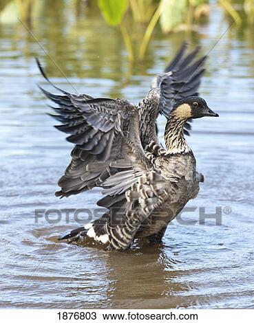 Stock Image - Kauai, Hawaii, United States Of America; Hawaiian Goose (Branta Sandvicensis) Flaps It's Wings After Bathing. Fotosearch