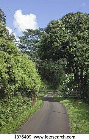 Stock Photo - Kauai, Hawaii, United States Of America; One Lane Curvy Road Passes Through Lush Green Forested Countryside. Fotosearch