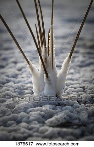 Marsden, Saskatchewan, Canada; Grass Encased In Salt On A Dry Lake Bed View Large Photo Image Stock Photo - Marsden, Saskatchewan, Canada; Grass Encased In Salt On A Dry Lake Bed. Fotosearch