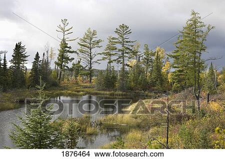 Picture - Minnesota, United States Of America; Trees Around A Pond In Autumn During A Thunderstorm. Fotosearch