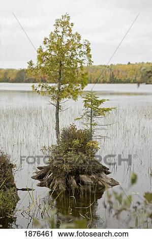 Stock Image - Minnesota, United States Of America; Tree Growing Out Of A Tree Stump. Fotosearch