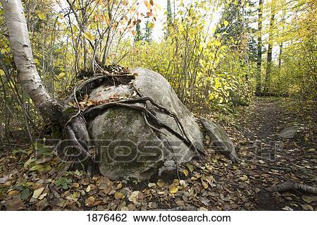 Stock Image - Minnesota, United States Of America; Tree Roots Growing Around A Large Rock. Fotosearch