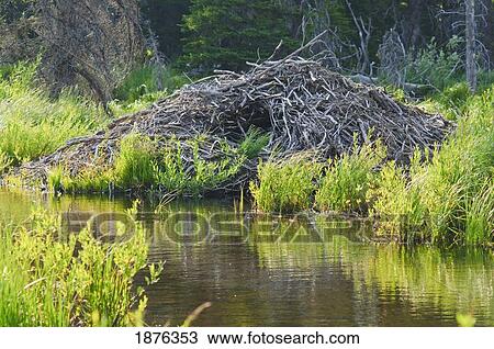 Montana, United States Of America; A Beaver Lodge In Glacier National Park View Large Photo Image Stock Image - Montana, United States Of America; A Beaver Lodge In Glacier National Park. Fotosearch