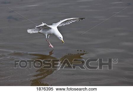 Stock Photography - Northumberland, England; A Bird Landing On The Water. Fotosearch
