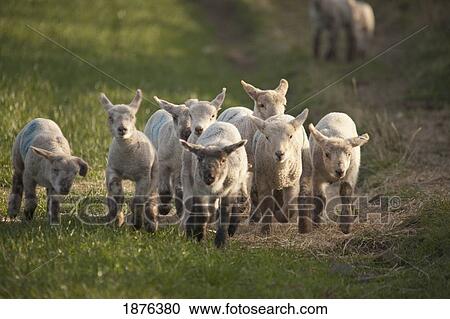 Northumberland, England; A Group Of Lambs Running Together View Large Photo Image Stock Image - Northumberland, England; A Group Of Lambs Running Together. Fotosearch