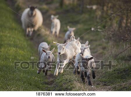 Stock Image - Northumberland, England; A Group Of Lambs Running Together With A Sheep Running Behind. Fotosearch