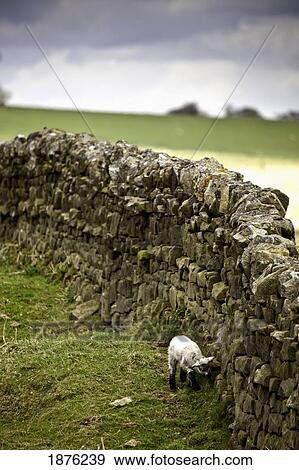 Northumberland, England; A Lamb Walking Along A Stone Wall View Large Photo Image Stock Photo - Northumberland, England; A Lamb Walking Along A Stone Wall. Fotosearch