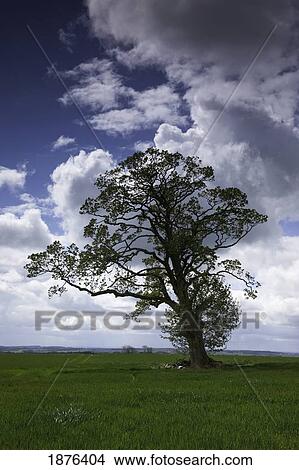 Picture - Northumberland, England; A Lone Tree In A Field. Fotosearch