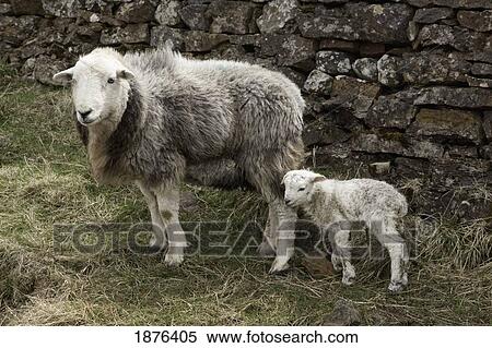 Northumberland, England; A Sheep And A Lamb View Large Photo Image Stock Photography - Northumberland, England; A Sheep And A Lamb. Fotosearch