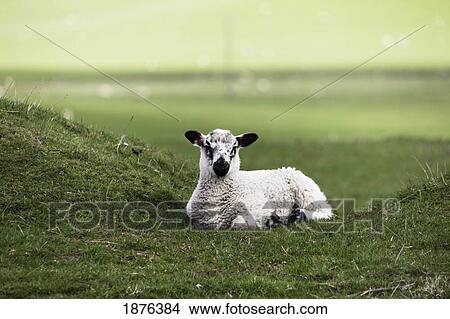 Picture - Northumberland, England; A Sheep Sits Alone In A Pasture. Fotosearch