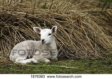 Stock Image - Northumberland, England; A Sheep Sits Beside A Pile Of Hay. Fotosearch