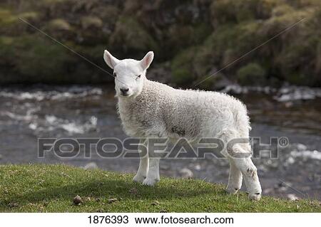 Northumberland, England; A Sheep Standing On The Shore Of A River View Large Photo Image Stock Image - Northumberland, England; A Sheep Standing On The Shore Of A River. Fotosearch