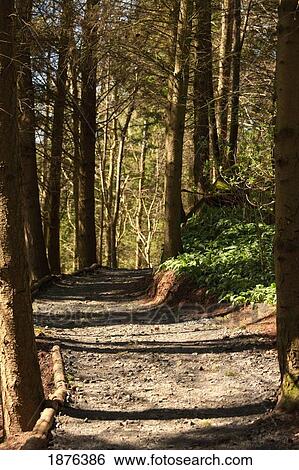 Stock Photograph - Northumberland, England; A Trail Through The Forest. Fotosearch