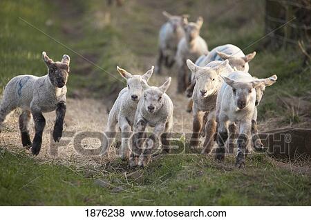 Stock Photo - Northumberland, England; Lambs Running Down A Trail. Fotosearch