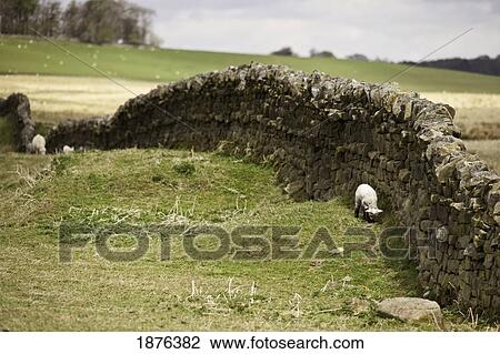 Northumberland, England; Sheep Grazing Along A Stone Wall View Large Photo Image Stock Image - Northumberland, England; Sheep Grazing Along A Stone Wall. Fotosearch