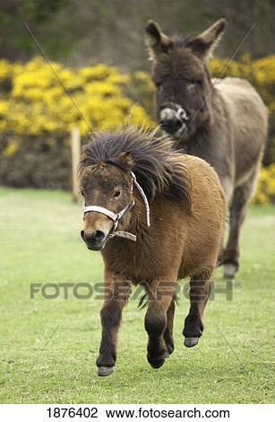 Northumberland, England; Two Ponies Running In A Field View Large Photo Image Stock Image - Northumberland, England; Two Ponies Running In A Field. Fotosearch