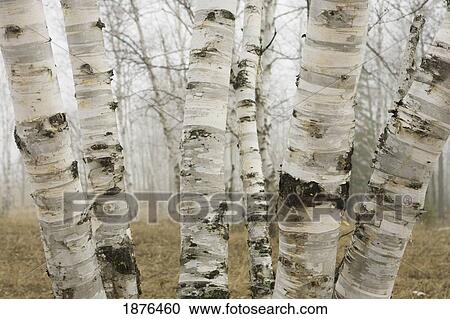 Ontario, Canada; Birch Trees In The Fog In Early Spring View Large Photo Image Stock Image - Ontario, Canada; Birch Trees In The Fog In Early Spring. Fotosearch