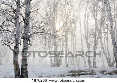 Stock Photograph - Ontario, Canada; Birch Trees In The Fog. Fotosearch